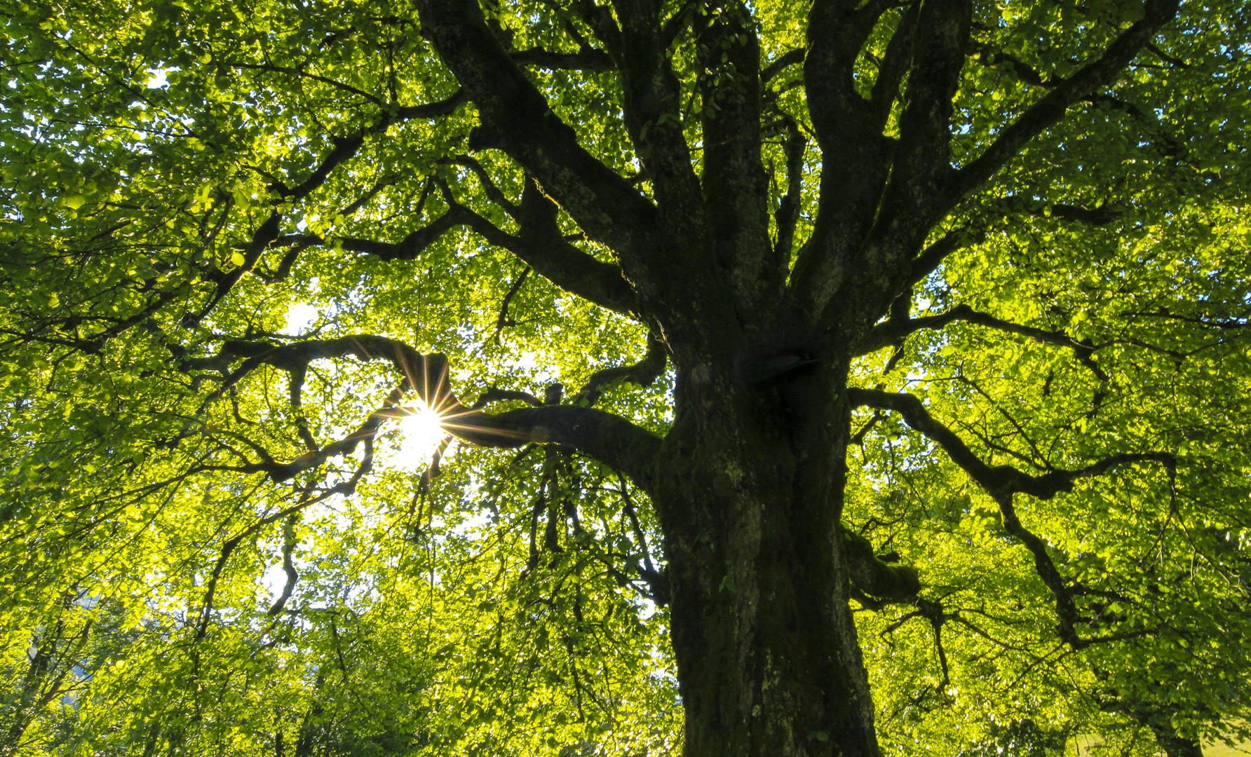 Man pruning tree with clippers. Male farmer cuts branches in spring garden with pruning shears.